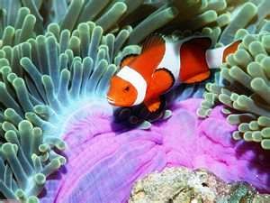 Free cross-stitch pattern for pillow " Bird catching a fish