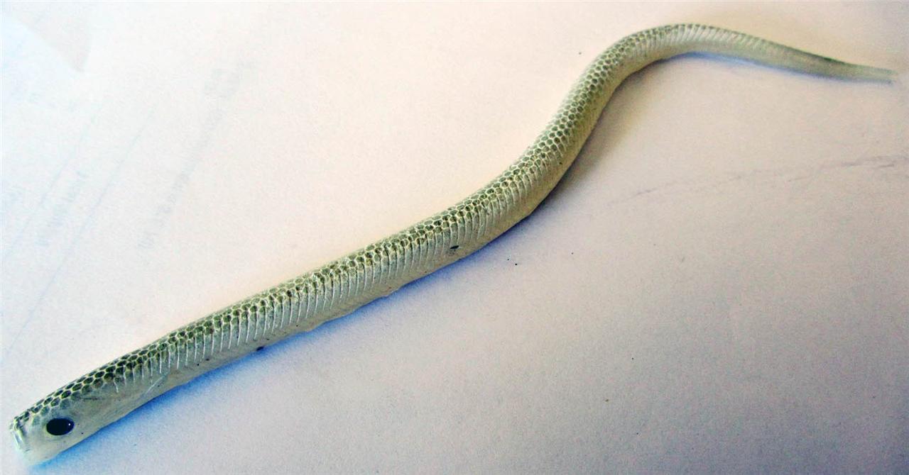 Fishing Soft Plastic Eels Fresh Saltwater Fishing Lure Fishing Tackle EEL2 eBay