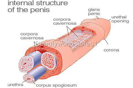 What does testosterone pills do