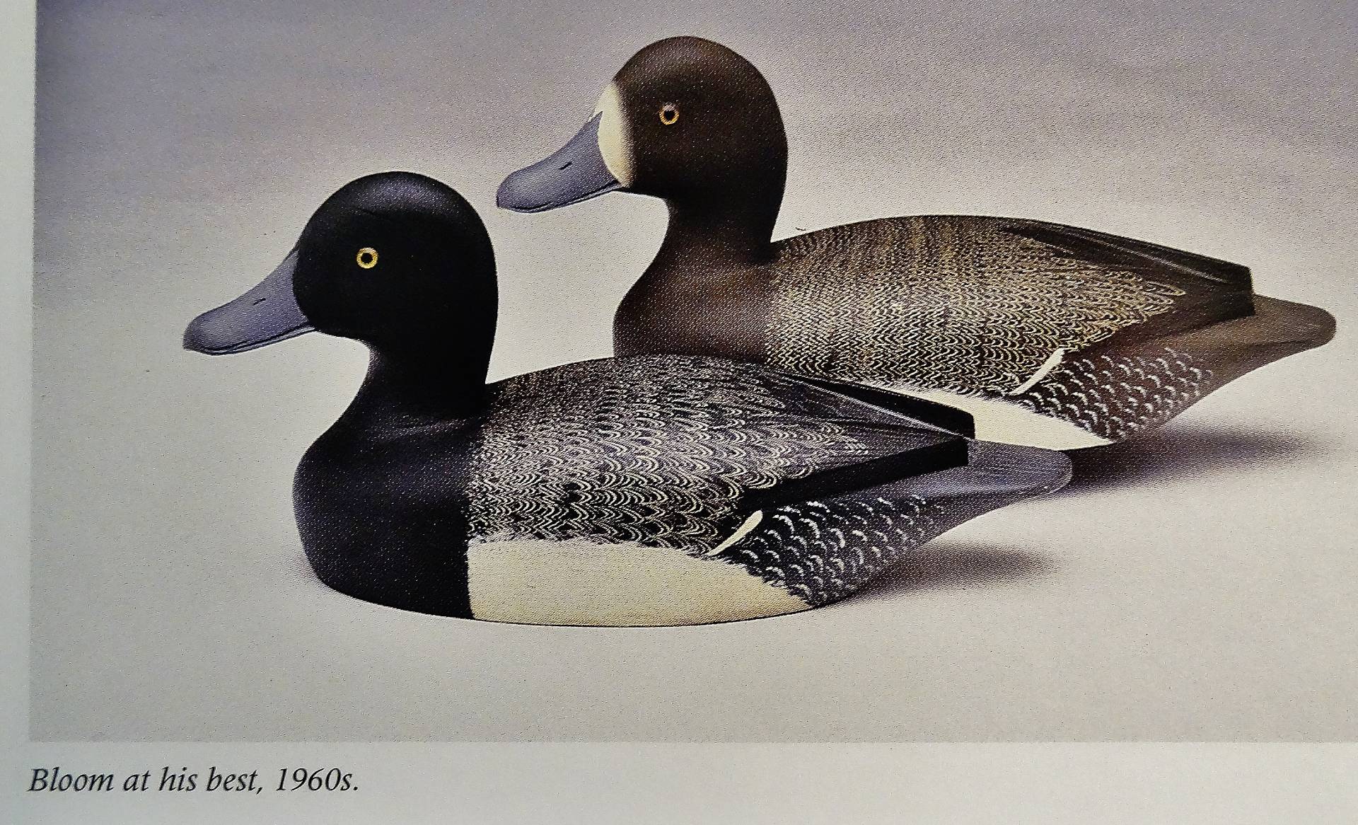 AWESOME RARE LOW, TURNED HEAD c1957 "REG BLOOM" Wood Duck Decoy