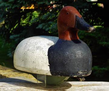 clair decoy st c1955 butch hollow schramm canvasback duck rare wood superb flats