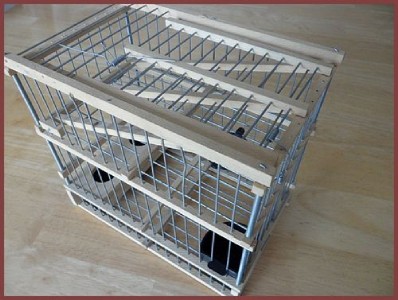 Finch+Trap+Cage ... Imported from Spain Hand Made Wood Trap BIRD CAGE Recovery Finch Size