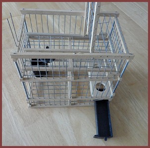 Finch+Trap+Cage ... Imported from Spain Hand Made Wood Trap BIRD CAGE Recovery Finch Size