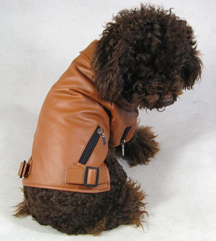 Leather Jacket Dog