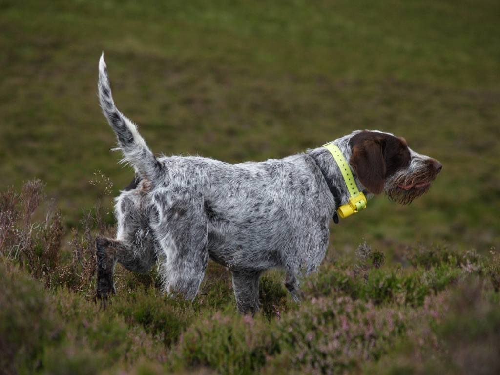Dog hunting collar training pointer waterproof position ...