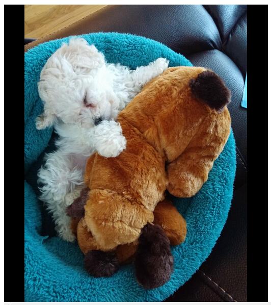 stuffed dog with heart beat