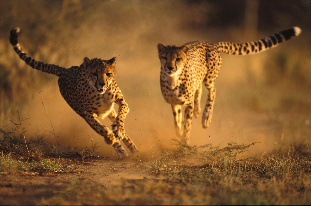 COOL CHEETAHS GLOSSY POSTER PICTURE PHOTO fast sprint wild animal print