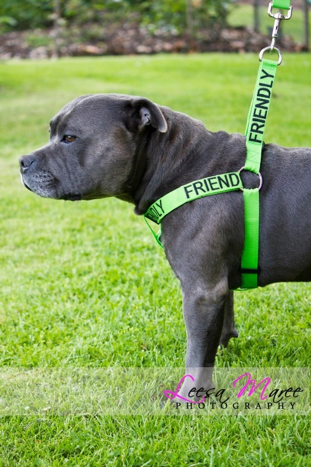 STRONG AS LEATHER STAFFY STAFFORDSHIRE BULL TERRIER MEDIUM / LARGE DOGS HARNESS eBay STRONG AS LEATHER STAFFY STAFFORDSHIRE BULL TERRIER MEDIUM / LARGE DOGS HARNESS eBay