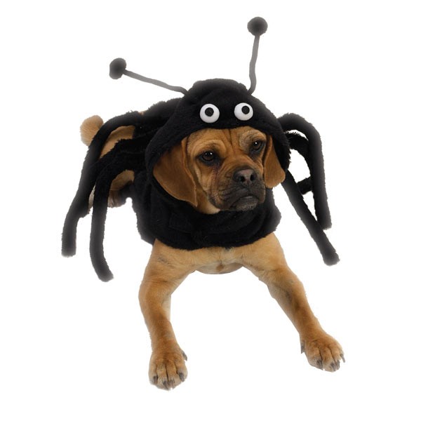 Spider Costumes For Dogs For Sale Spider Costumes For Dogs For Sale