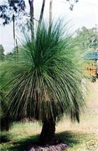 Xanthorrhoea australis "Grass Tree/Black boy" seed N29 - Picture 1 of 1