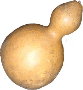 gourd seeds giant bottle pepo cucurbita