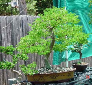 Brazilian Rain tree Samanea saman BONSAI seeds 118