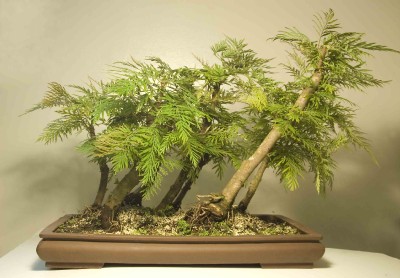 Grevillea Robusta Bonsai Seeds N82 On Popscreen