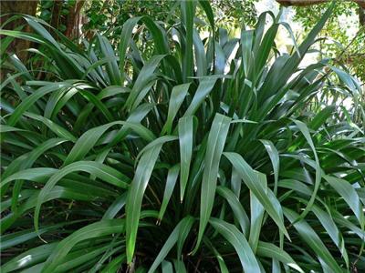 mountain flax