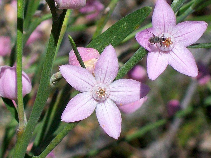 Eriostemon australasius PINK WAX FLOWER SEEDS N 285 eBay