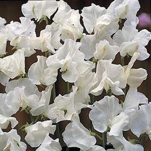 Mammoth Sweet Pea
