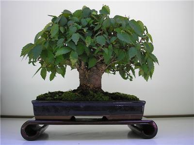 Es 61 Bonsai Zelkova Serrata Japanese Elm Seeds Dashingeventz Com