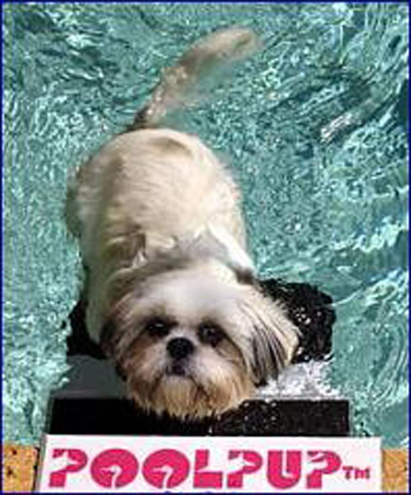 Swimming Pool Pup Steps Pool Ladder for Small to Large Dogs Safety Step Ramp eBay