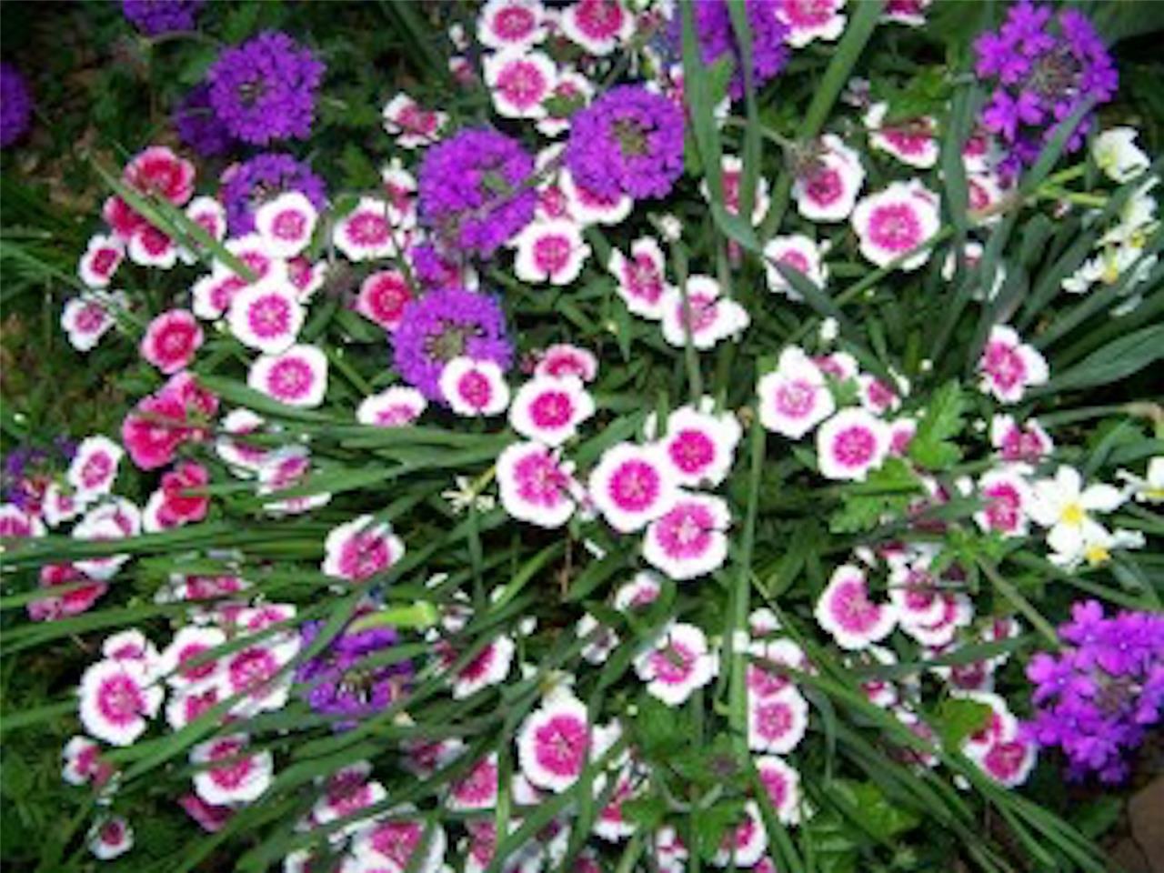 Sweet William 18 &quot; Large flowering, sweetly scented 200