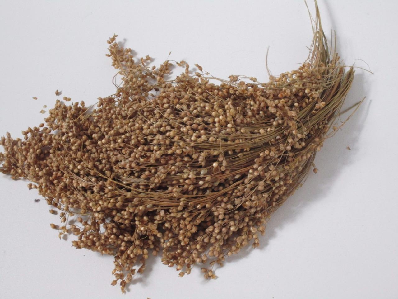 French White millet sprays spray budgie seed treat 100g 250g 450g 1kg