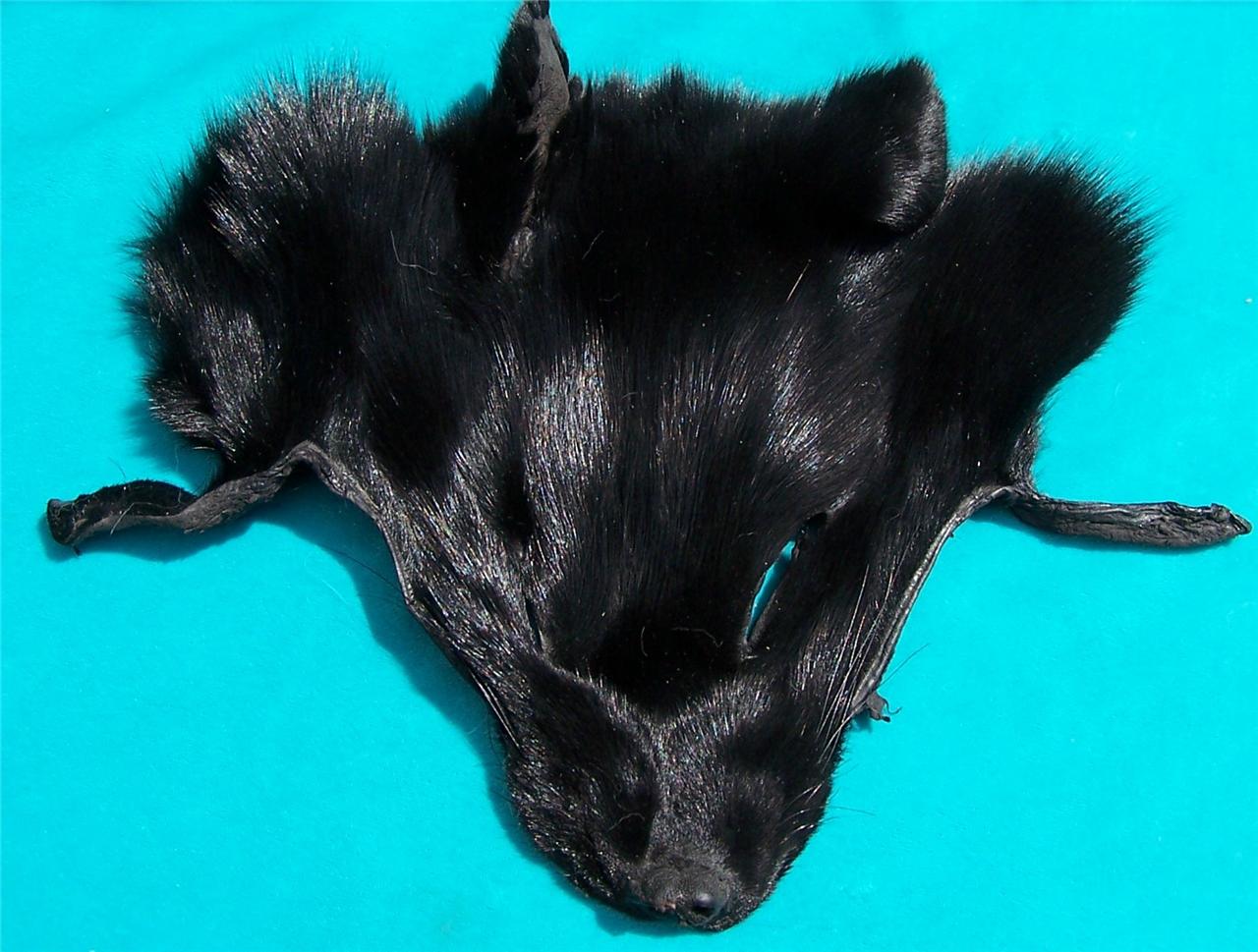 "Black Wolf" Dyed Fox Face Pelt Native Crafts eBay