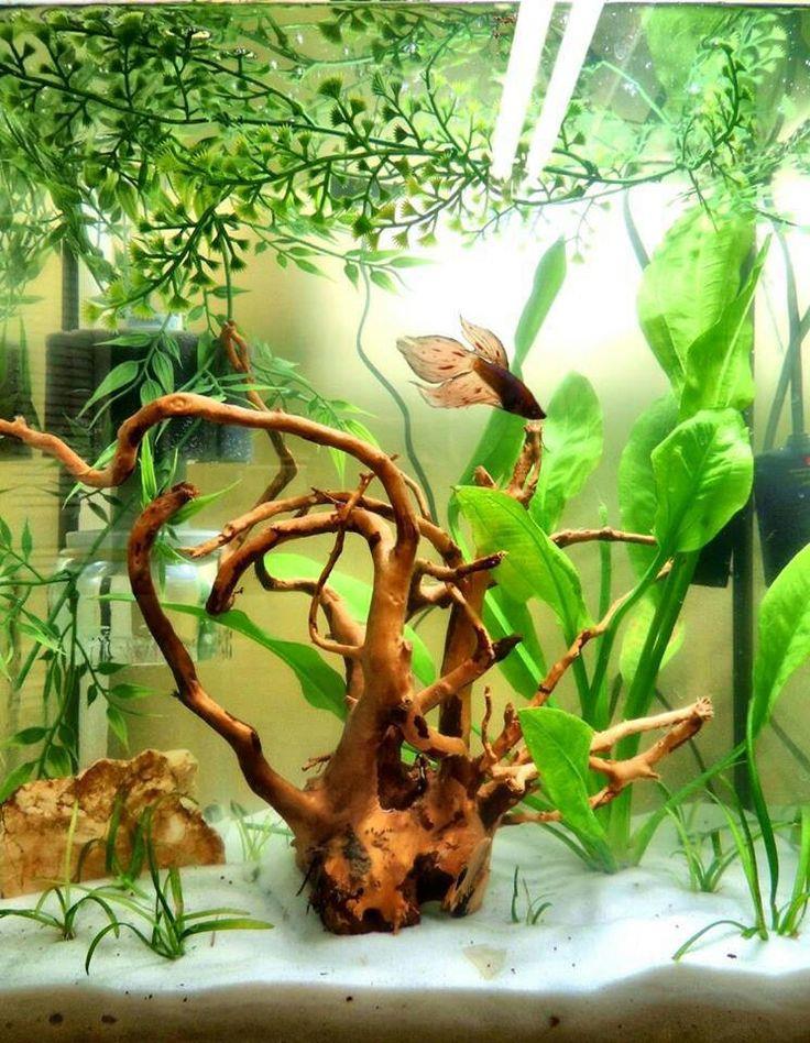 Aquarium Decoration Medium Red Moore Roots for Aquarium Scaping 34D