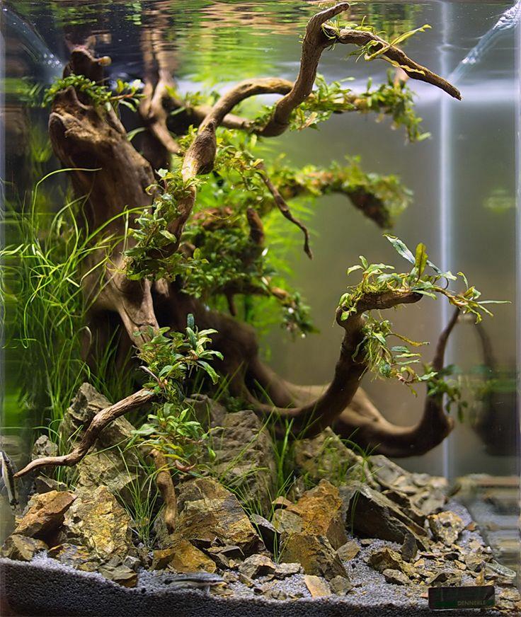 Large Red Moor Aquarium Natural Wood Root Driftwood Bogwood Fish Tank