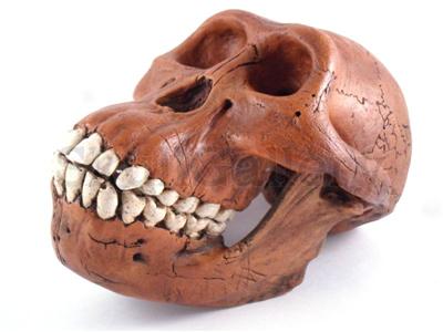 Neanderthal+skull+model