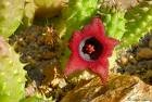 Huernia+schneideriana