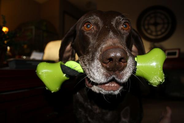 Testimonial Photo Of Cocoa With Indestructible Dog Rope Tug Toy