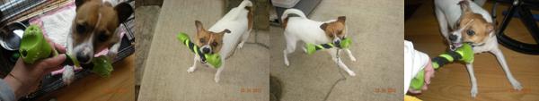 A Handful Playing With His Dent A Tug Dog Toy