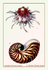 Spiny Scallop