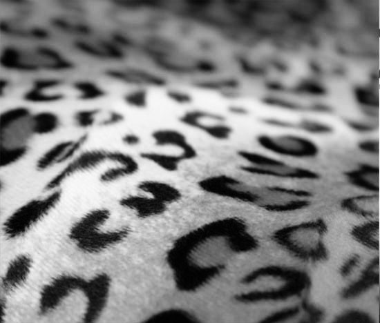 Mac OS X Snow Leopard Free Download