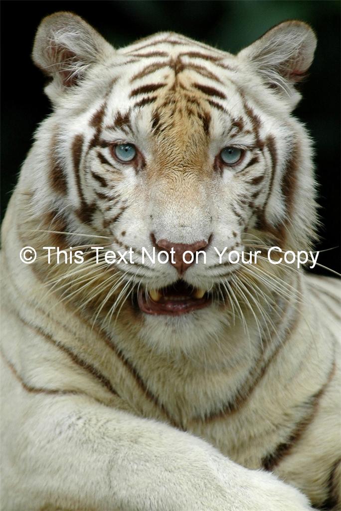 Male White Tiger