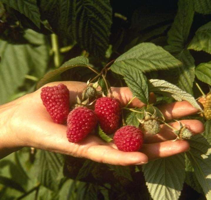British Columbia Tulameen Raspberry 20 Seeds Giant Red Sweet Juicy