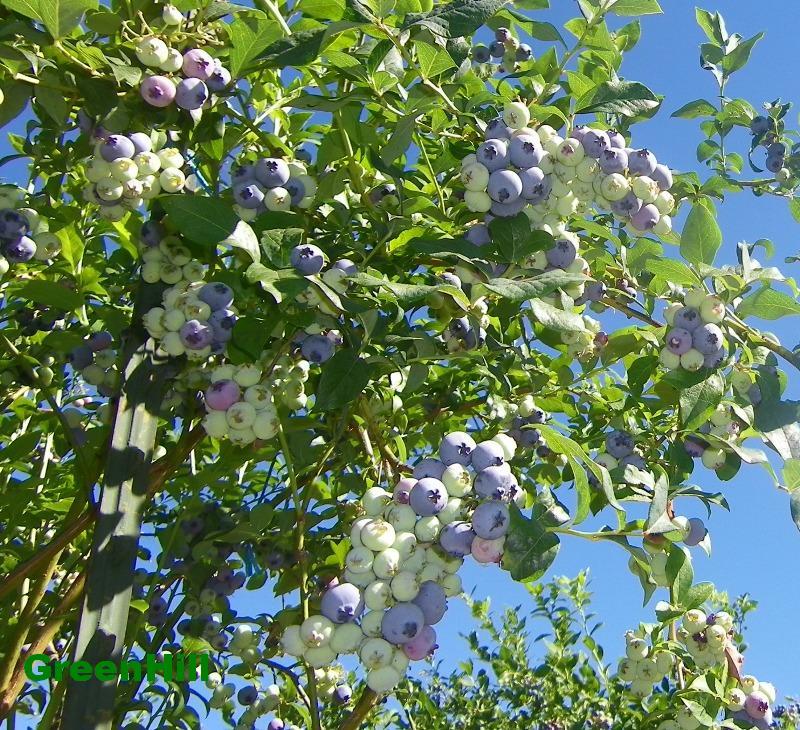 BC Highbush Blueberry Plant 50 Seeds High Yielding Blueberries