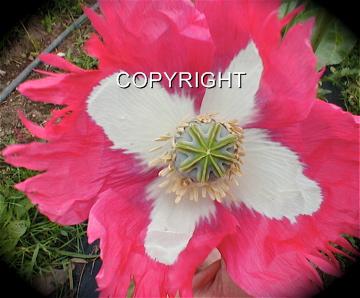 500+ "Izmir Afghanistan" PAPAVER SOMNIFERUM POPPY SEEDS