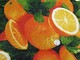 oranges California, Florida citrus fruit 