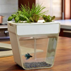 Fish Tank Herb Garden Diy