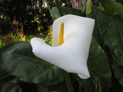Hercules Calla Lily For Sale