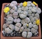 Photos of Living Stones  (Lithops Francisci) 10 Seeds