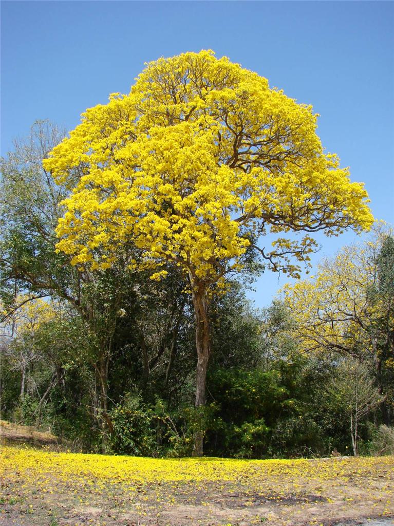 Golden Goddess Tree (Tabebuia chrysantha) 25 Seeds
