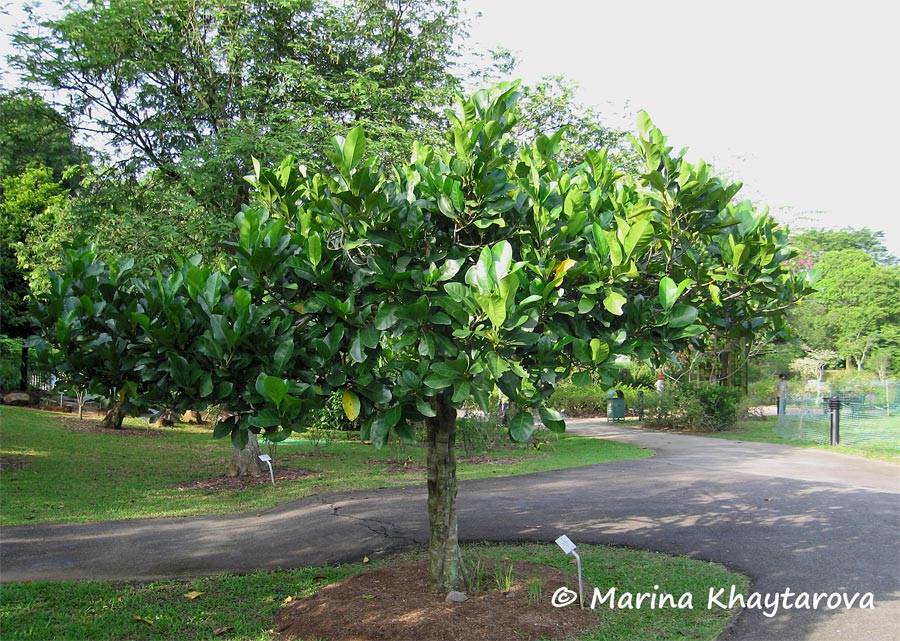 Native Gardenia ( Randia fitzalani ) 20 Seeds - Picture 1 of 1