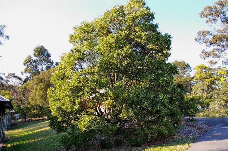 Blackwood Acacia Melanoxylon 30 Fresh Seeds eBay
