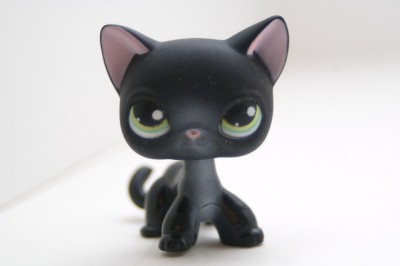 lps shorthair 336