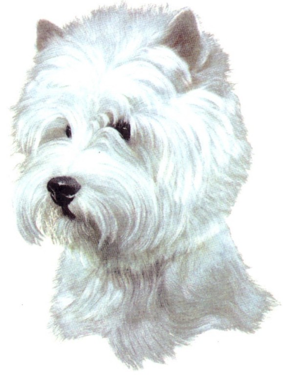 How to Groom a Westie with Dog Shears & Andis Clippers eBay