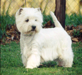 West Highland (Westie) Grooming -How To Groom DVD Video | eBay