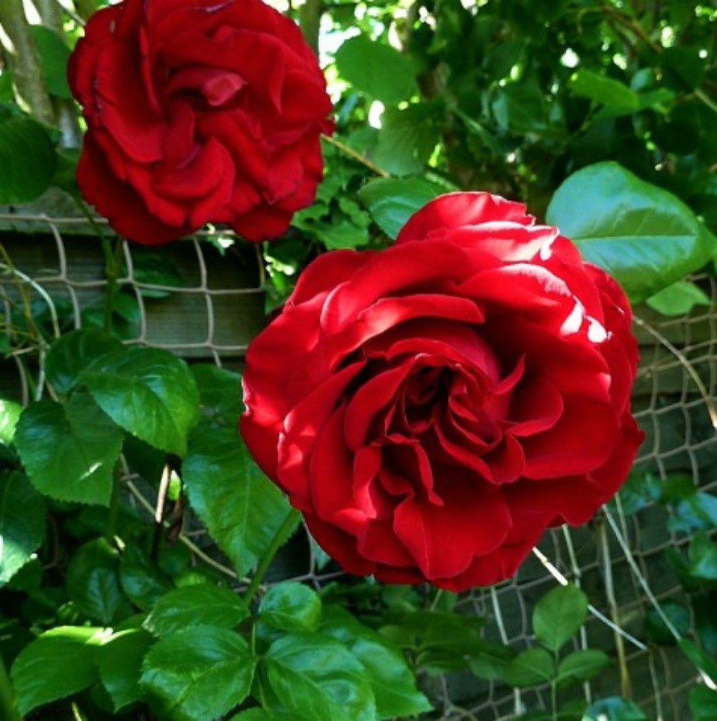 NEW SEASON Bare Root Climbing & Rambling Roses eBay