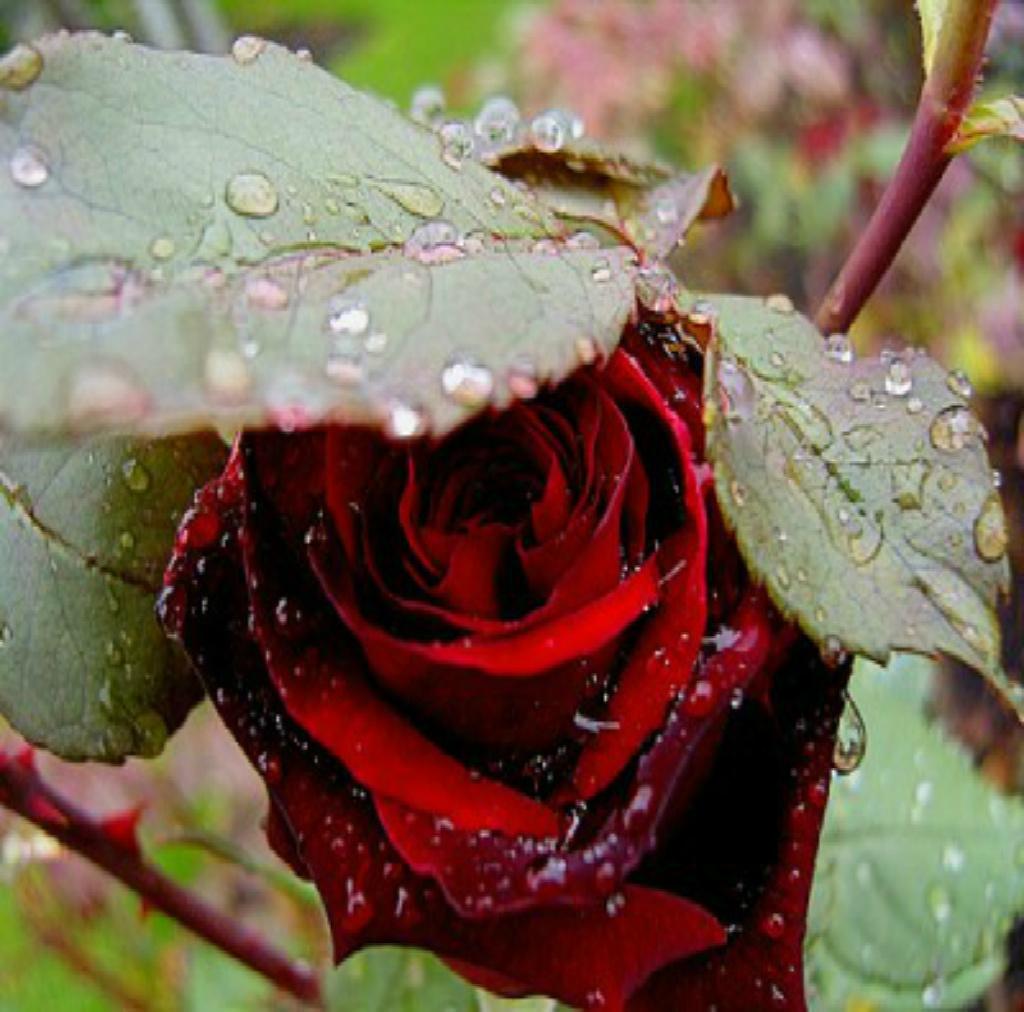 NEW SEASON Bare Root Bush Roses eBay