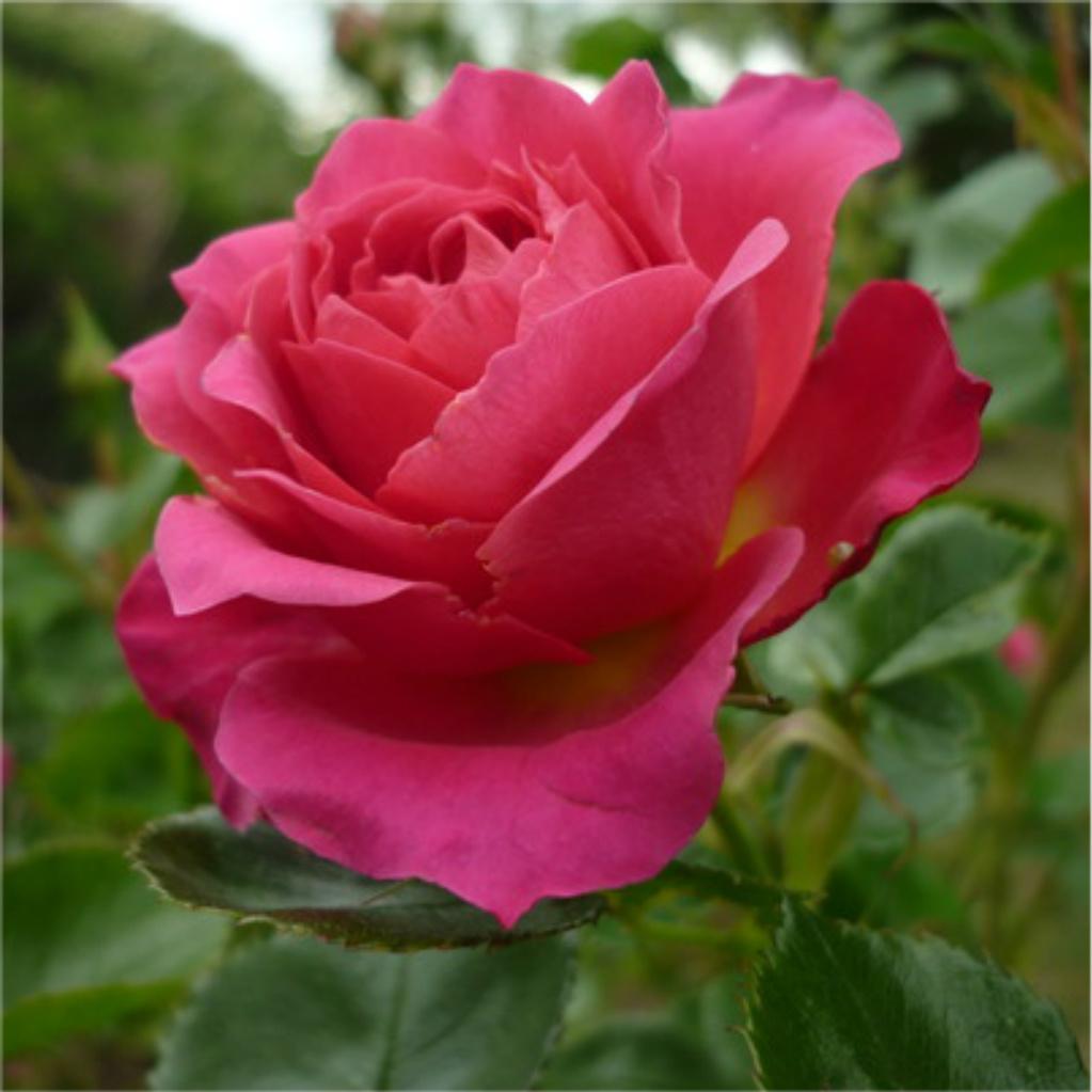 Fragrant Patio Climbing Rose STARLIGHT EXPRESS Can be grown in a